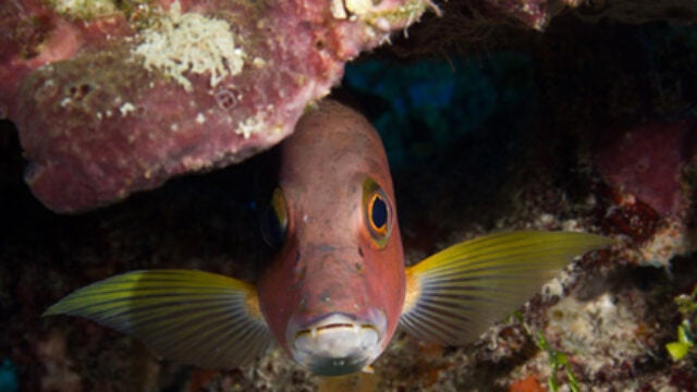 Battling Oceanic Climate Change