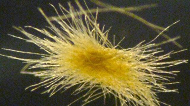 The Ocean of Tomorrow