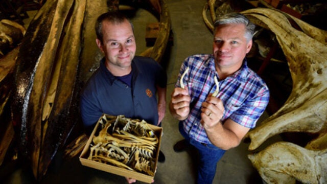 Whale Mating: In the Hips