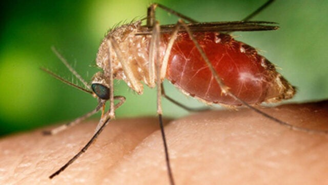 Humans Push Mosquitoes to Adapt