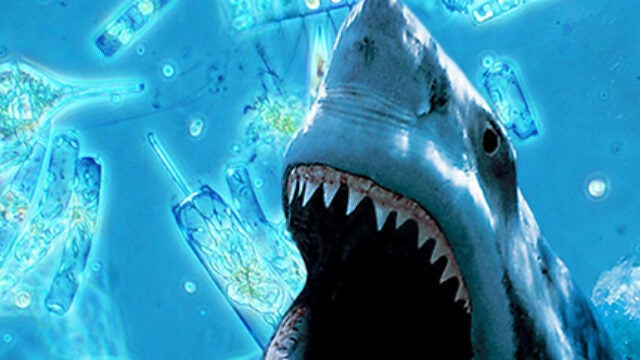 Shark Week Indebted to More Than Sharks