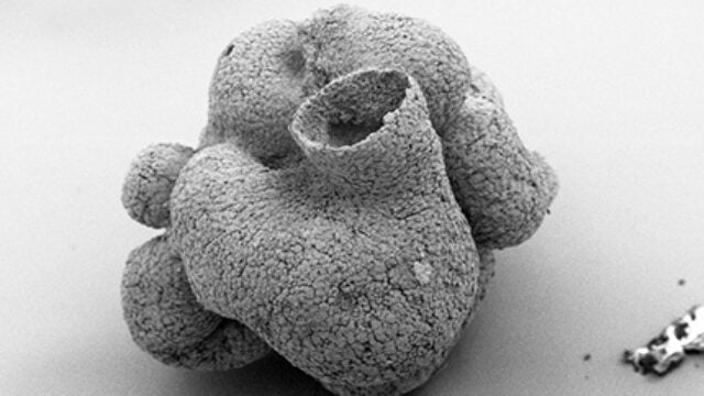 Fossil Upsets Evolutionary Model