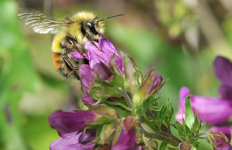 Could the world's first bee vaccine save honeybees?