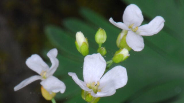 Surviving Serpentine Soil