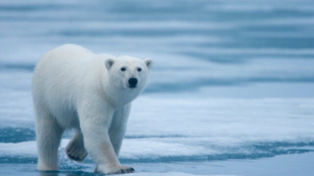 Biodiversity Targets for the Future