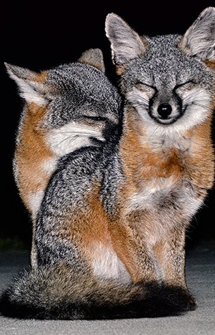 One fox nuzzles another fox.