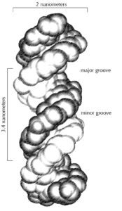 An illustration of DNA with the a major groove and minor groove labeled with size measurements.