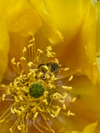 A cactus chimney bee sits on a flower’s stamen covered in pollen