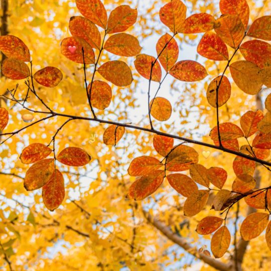 Fall leaves in the tree with hidden emojis