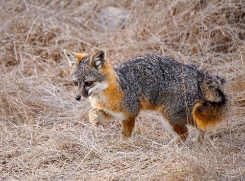 Small fox stands in dry grass