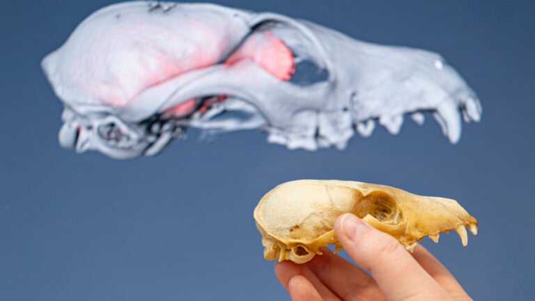 A hand holds an island fox skull beneath a digital display of the skull