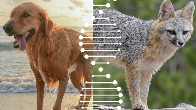 A golden retriever, left, juxtaposed with a gray fox, right, with an illustration of DNA between them