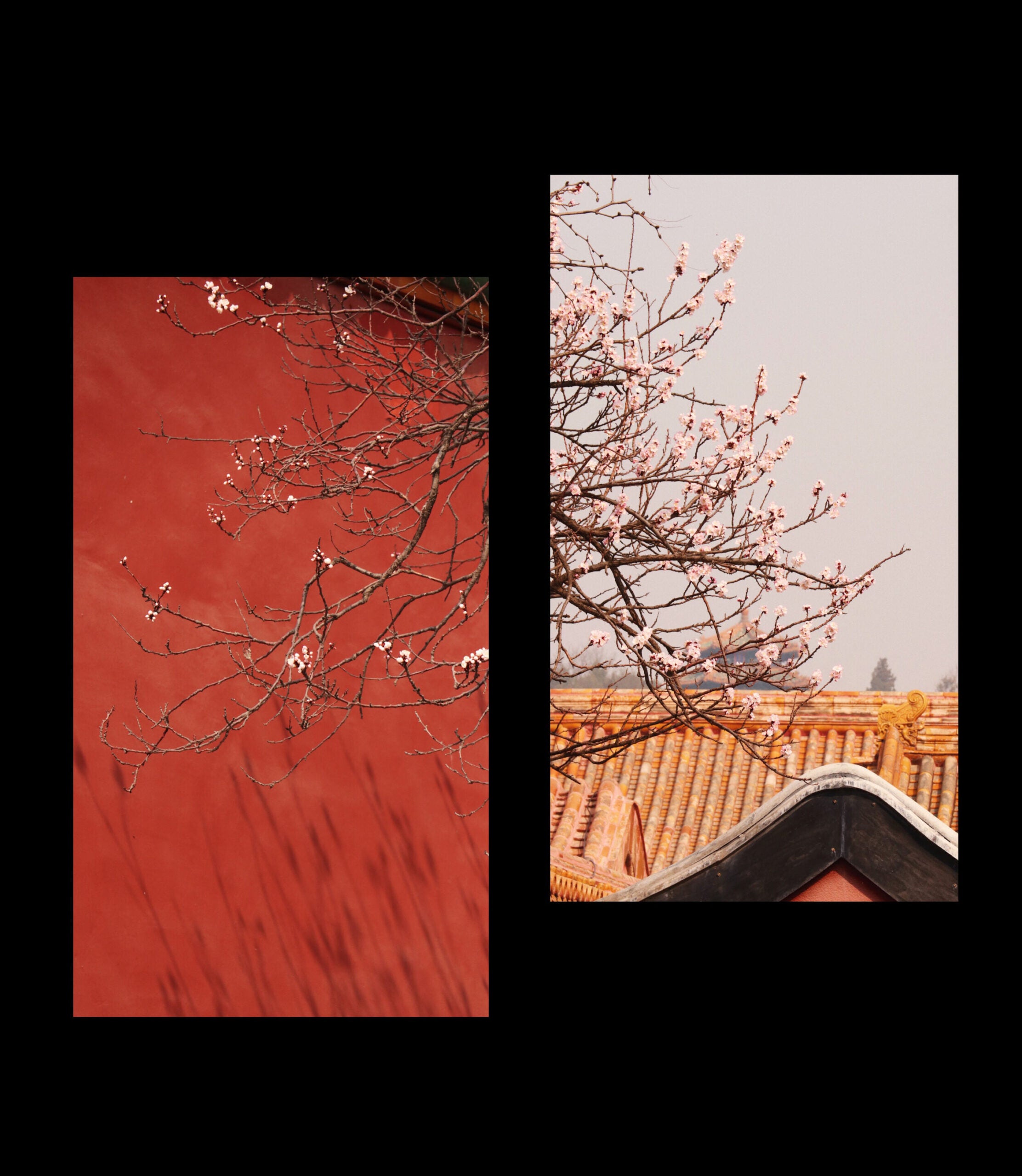 Cherry blossom tree in two panels. The left depicts cherry blossom branches against a red background; the right shows the branches and a tile roof.