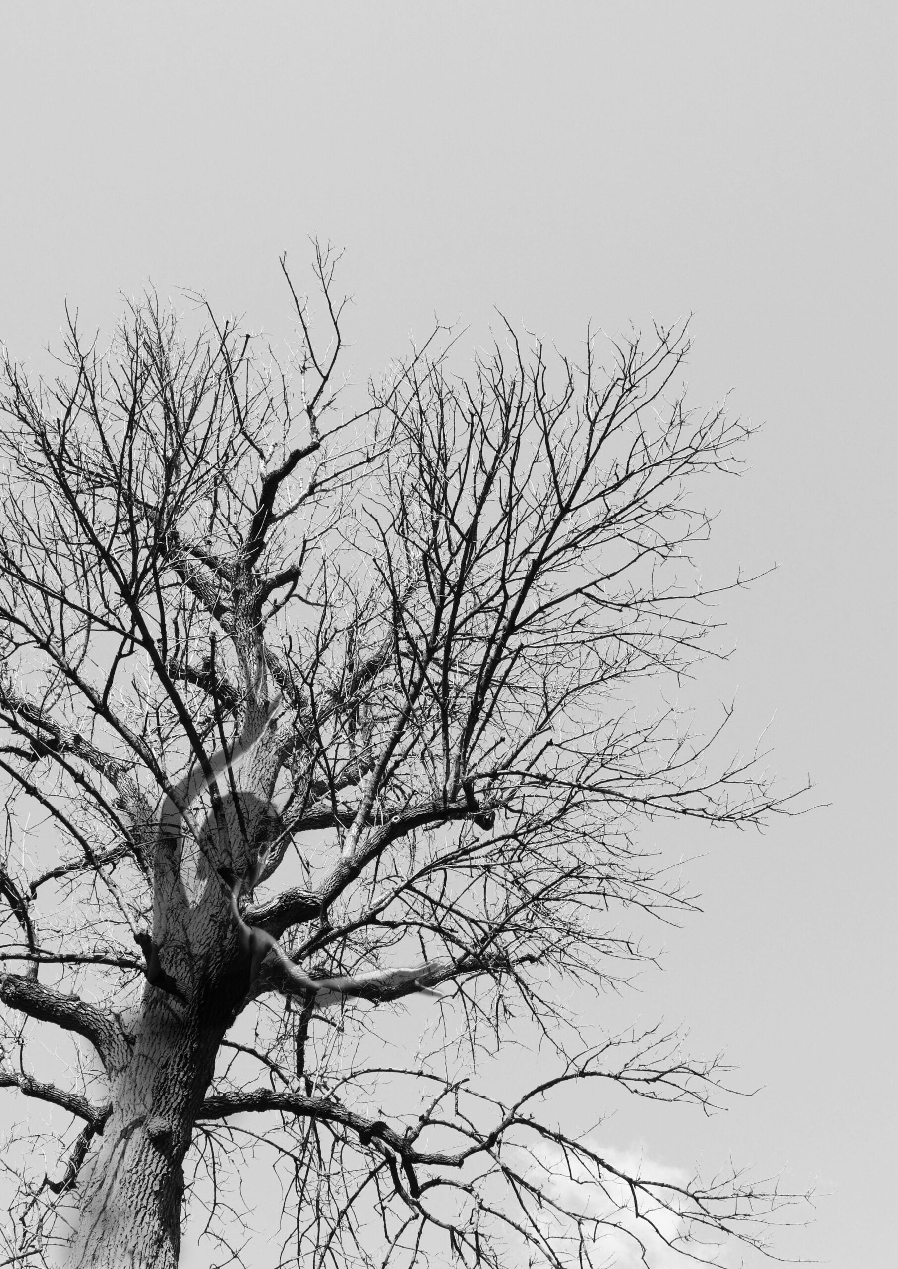 A bare tree captured from below.