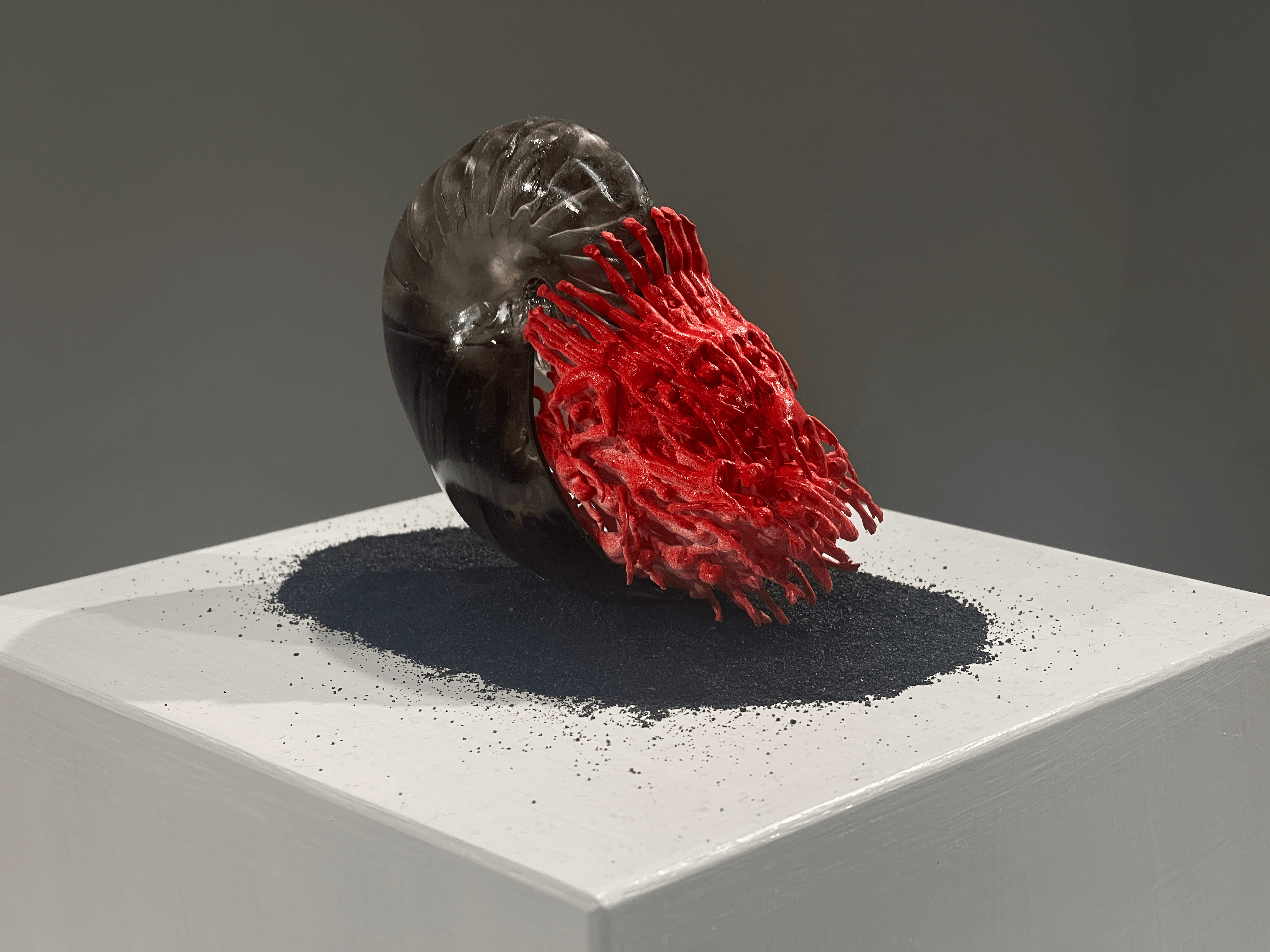 Bright red nautilus sculpture with gray-black shell, resting on black substrate.