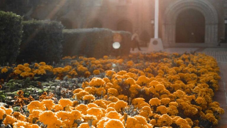 A picture of gold flowers in front of Bovard Auditorium.