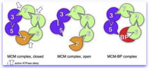 MCM complex