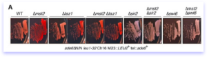 ade6+ gene in the telomere in mst2 mutant