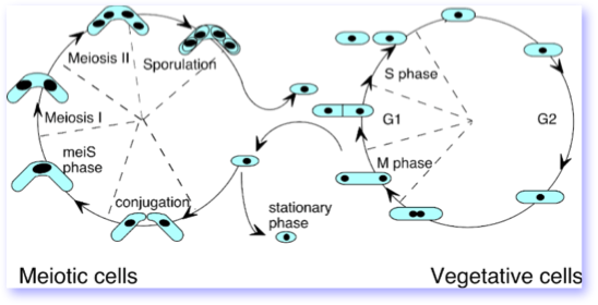 Specialized meiotic cycle