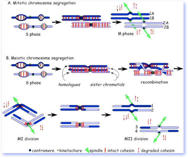 Comparison of chromosome dynamics in meiosis and mitosis