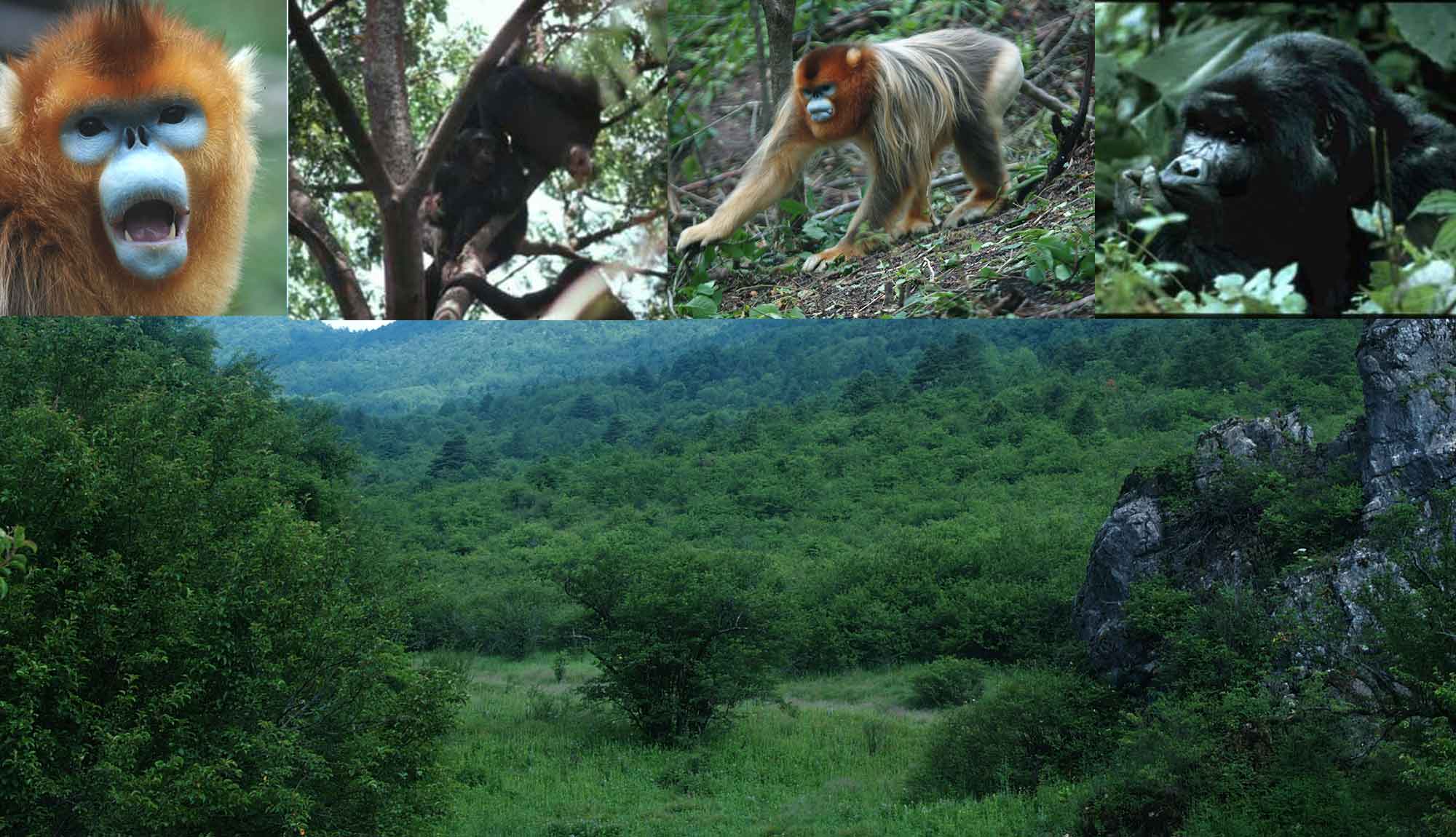 craig-stanford-craig-stanford-phd