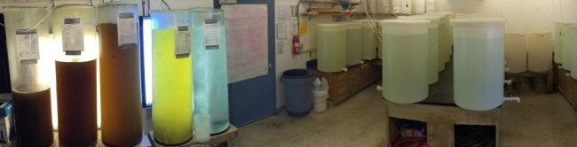 Photo of lab with different colored tubes of microalgae