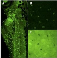 A fluorescent immunostaining of sodium-potassium pump protein in a 72-h-old larva of the zebrafish