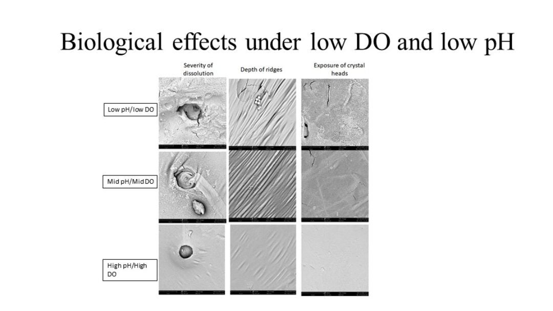 The impact of ocean acidification (low pH) and hypoxia (low DO) on the exoskeleton dissolution of juvenile Dungeness crabs. While low pH increases dissolution, the negative effect is exacerbated under interaction of both stressors (low pH/low DO).