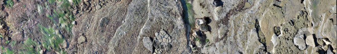 Mosaic image from one of the TIDES sites in Cabrillo National Monument.
