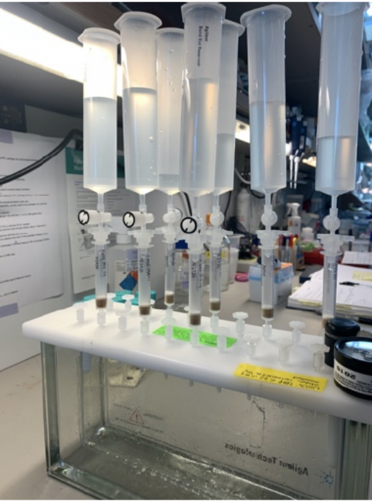 Concentrating metabolites from the Pseudo-nitzschia delicatissima growth experiment onto a resin for metabolomics analysis