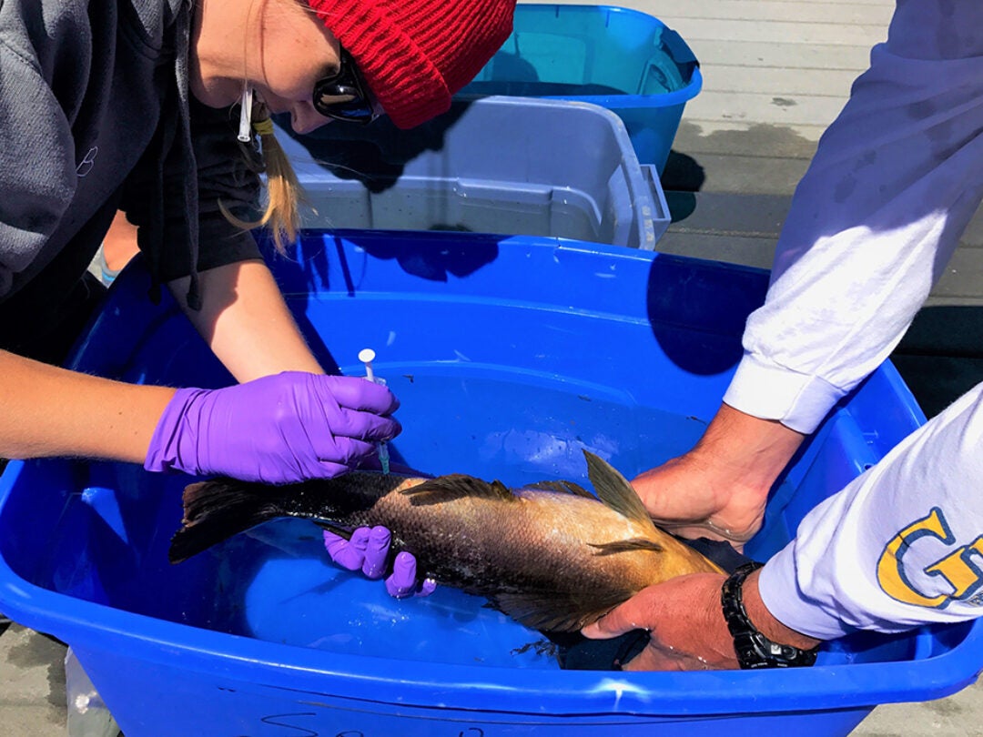 Volunteers taking a blood sample from a fish