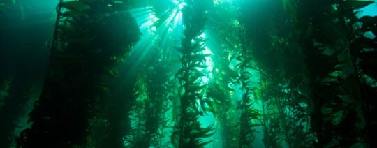 Underwater image looking upward through kelp.
