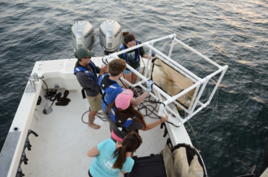 Undergraduate students retrieving an epibenthic sled during a monthly ichthyoplankton field trip.