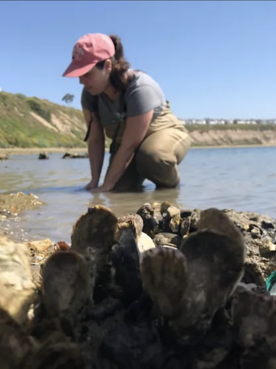 Researcher in the field analyzing oysters out of the water.