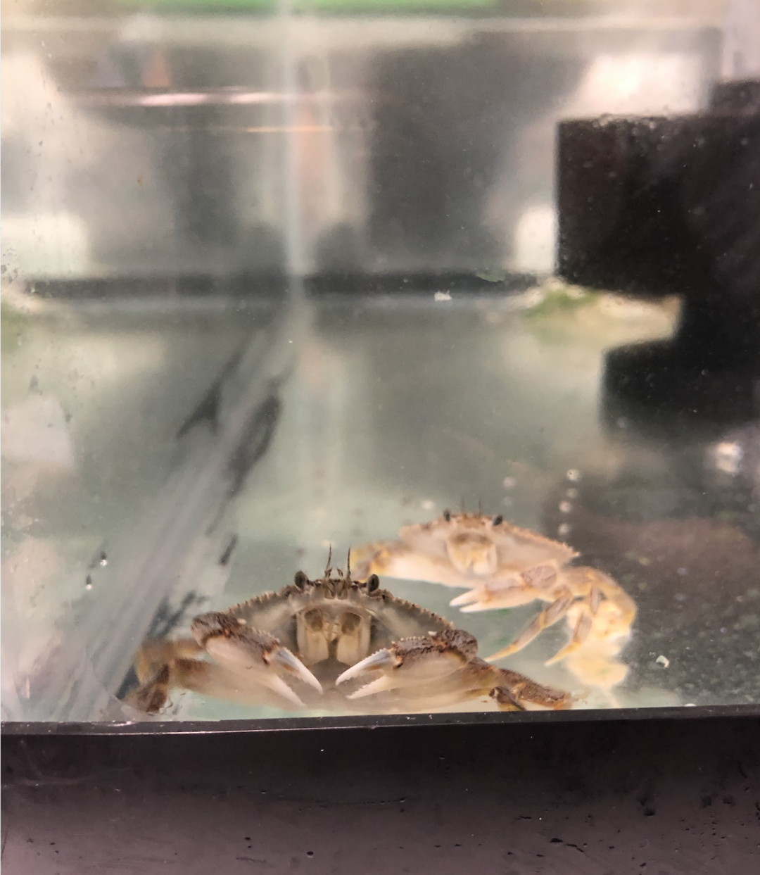 Dungeness crab juveniles in a cage