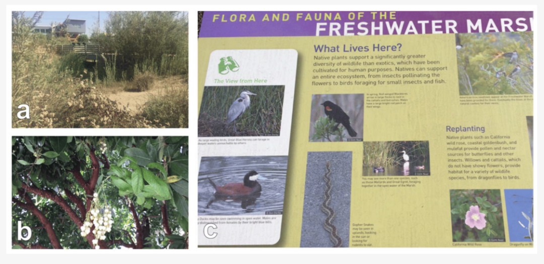 Examples of biodiversity that can support ecosystem services in Los Angeles natural stormwater treatment systems: (a) plant diversity at the South Los Angeles Wetland Park, (b) Bicknell manzanita tree as a bee attractant, and (c) signage illustrating the biodiversity of the Ballona Freshwater Marsh.