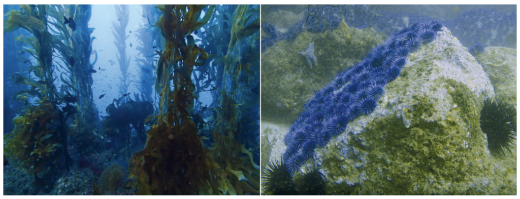 Examples of a typical giant kelp forest (left) and urchin barren states of nearshore rocky reefs (right). Source: Williams et al, 2021 