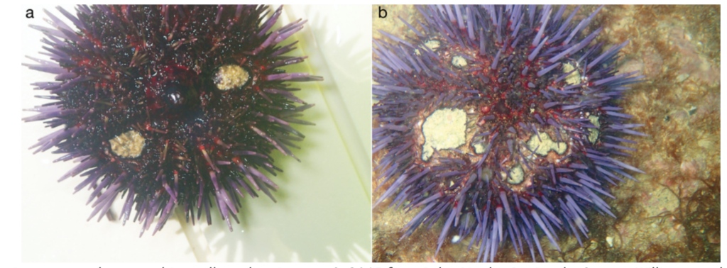 Lesions on purple sea urchins collected on January 6, 2015 from Palos Verdes Peninsula. Source: Williams et al, 2021 