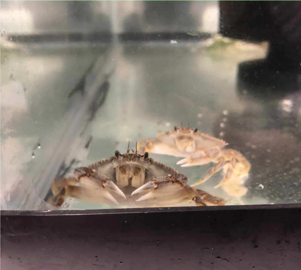 A snapshot of a few young Dungeness crabs that were being observed by Dr. Bednaršek's team. 