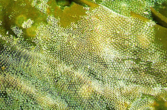 A lace-like bryozoan colony (Memranipora membranacea) on a kelp blade. Photo credit: USGS