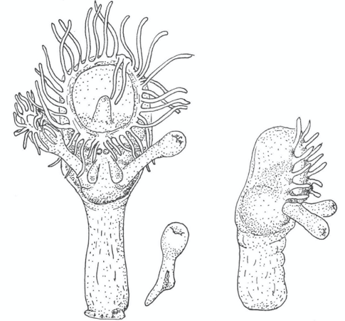 One of Dorothy Soule’s bryozoan illustrations. (Soule, 1965)