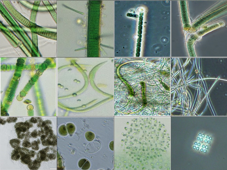 Collage of various cyanobacteria. Image source: Partial Fig. 1 of Tatters et al. 2017 Toxins