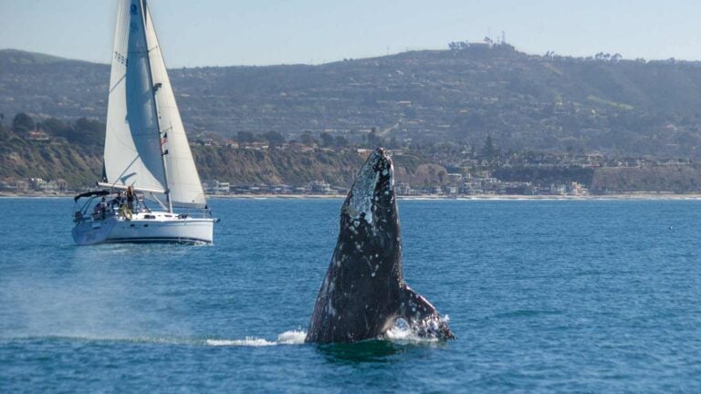 Gray Whale breaching off the coast of Dana Point.