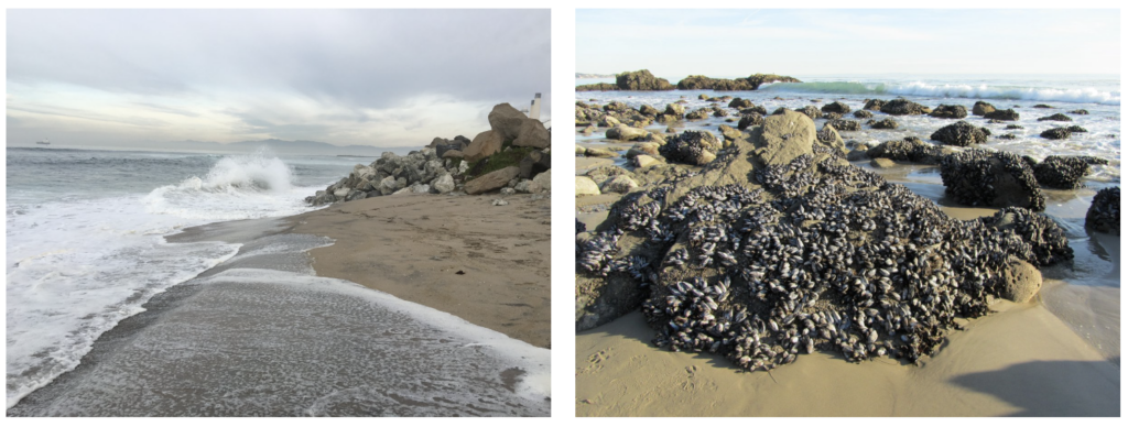 A King Tide in Manhattan Beach, CA (left), and muscles along the shoreline (right).