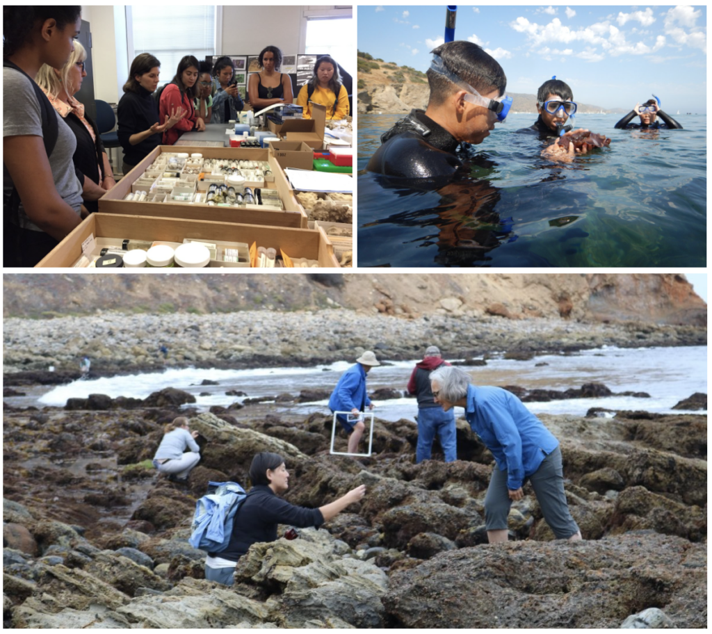 Examples of USC Sea Grant's extensive outreach programs: a California Naturalist course (left), a high school summer marine lab program on Catalina Island (right), and a Snapshot CalCoast Bioblitz in Pelican Cove (bottom).