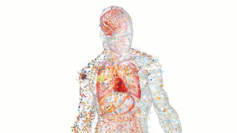 anatomical illustration of interior of human body