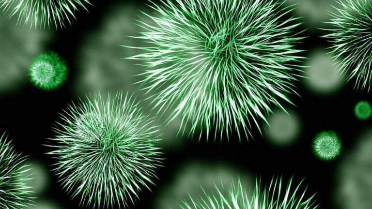 image of green bacteria