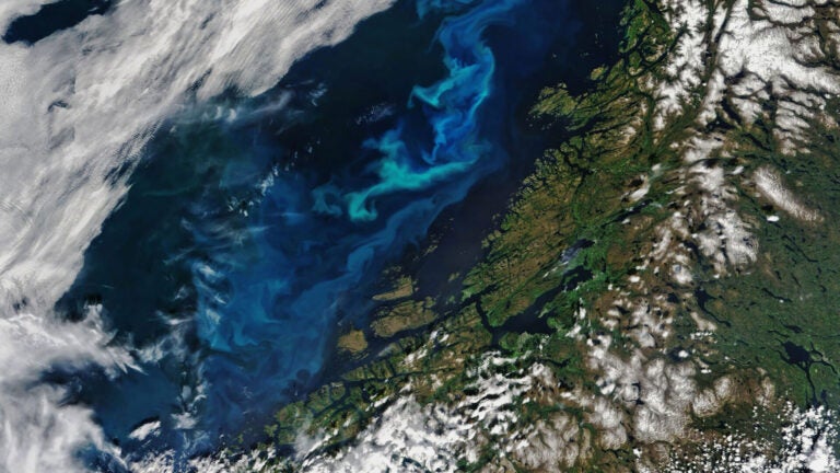 Satelite photograph of phytoplankton off the coast of Norway