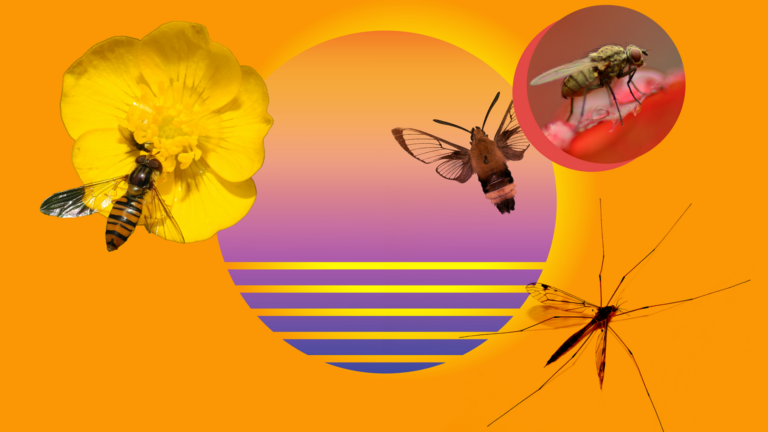 A collage of various insects against an orange background