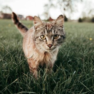A gray and orange cat walking in a field of grass towards the camera